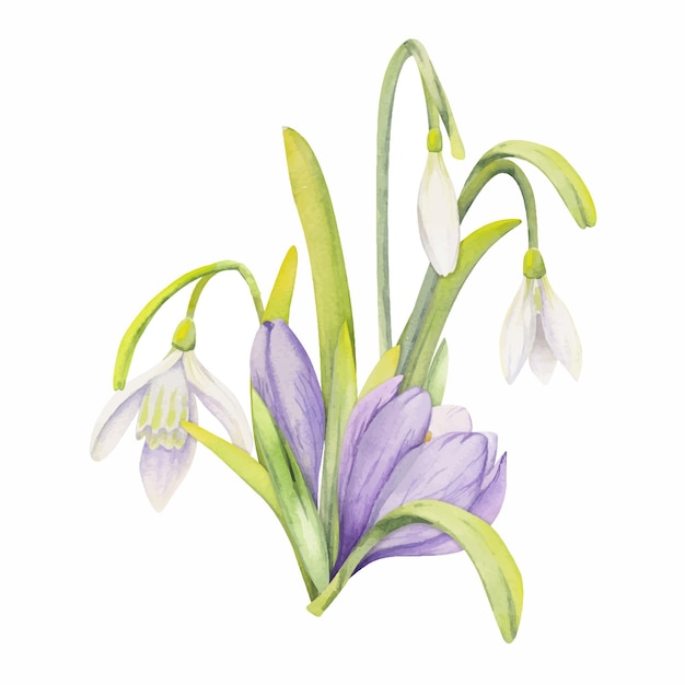 watercolor hand drawn composition with spring flowers crocus leaves and stems bow gift tag isolated on white background for invitations wedding greeting cards wallpaper print textile