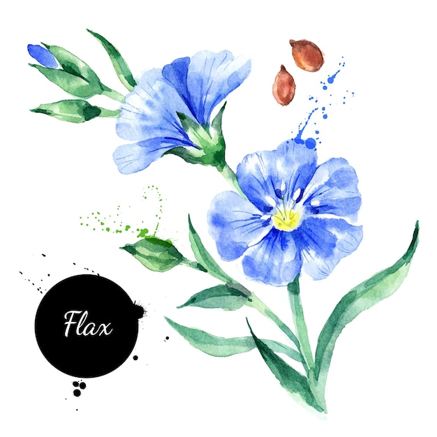 Vector watercolor hand drawn flax flower illustration vector painted sketch superfood isolated