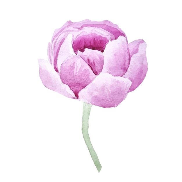 Vettore peonia rosa clipart floreale disegnata a mano dell'acquerello