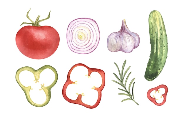 Watercolor hand drawn food vegetables garlic cucumber tomato onion Isolated elements