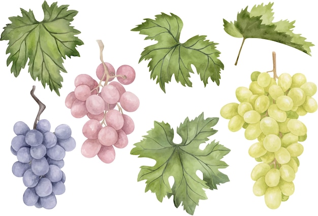 Watercolor hand drawn grape collection Botanical wine clipart s