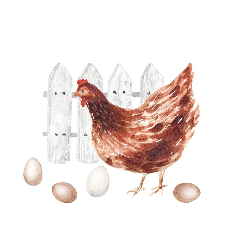 Watercolor hand drawn hen Farm illustaration