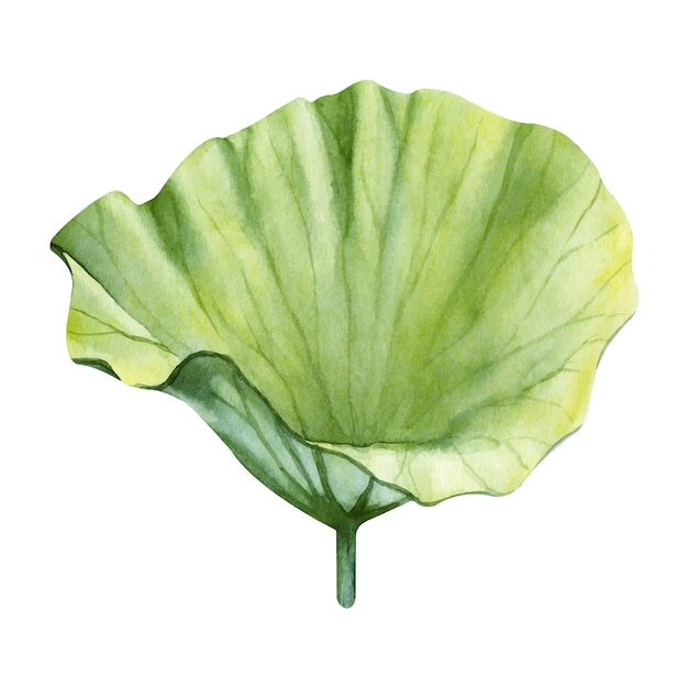 Watercolor hand drawn illustration of lotus leaf isolated on a white background.