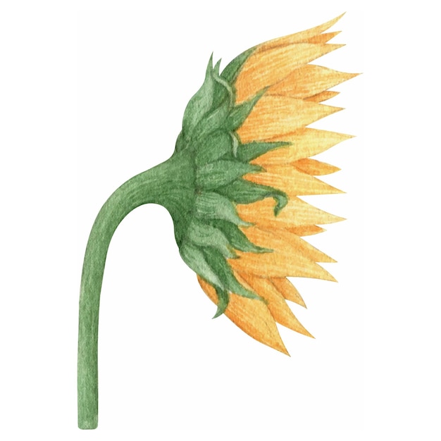 Vector watercolor hand drawn illustration of sunflower