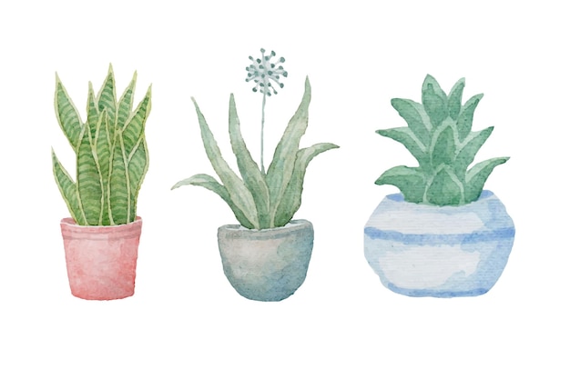 Watercolor hand drawn indoor plants