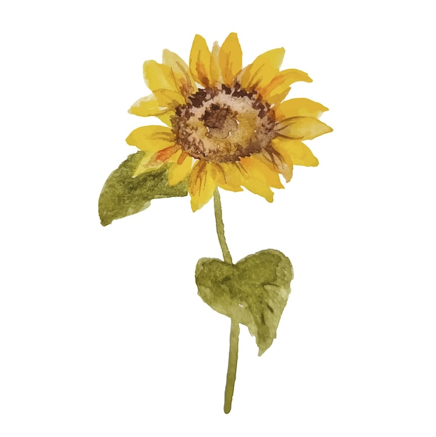 Watercolor hand drawn isolated sunflower