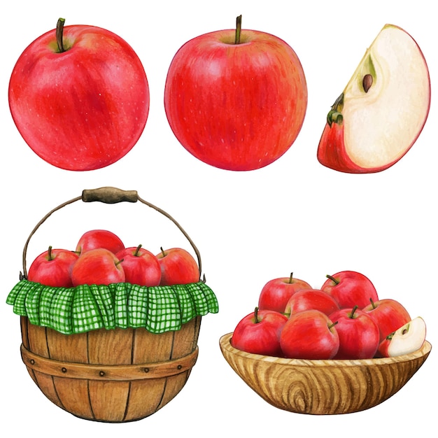 ベクトル 水彩の手描きのリアルなリンゴ