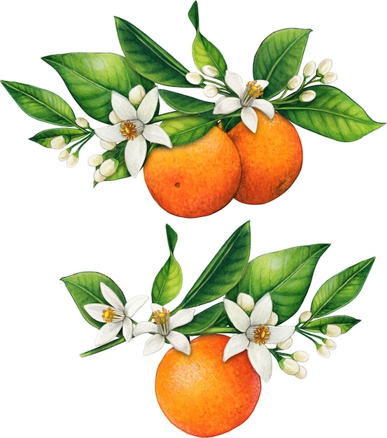 Arance e fiori d'arancio realistici disegnati a mano dell'acquerello