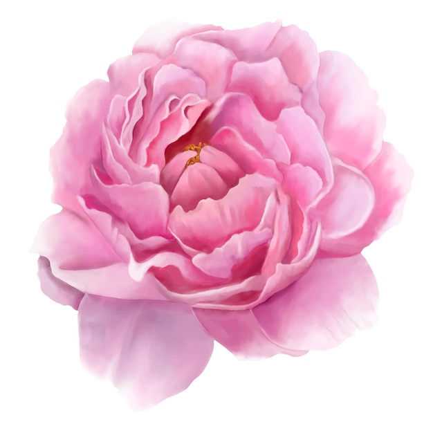 Watercolor Hand Drawn Realistic Peony Flower