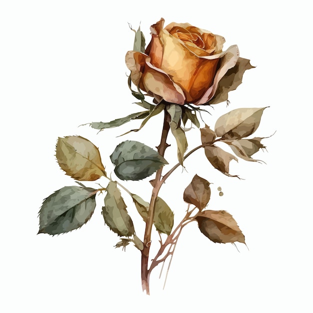 Watercolor hand drawn rose illustration Handdrawn illustration isolated on white background in boho style