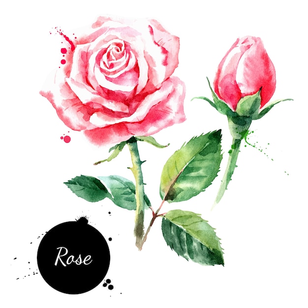 Illustrazione di una rosa disegnata a mano in acquerello schizzo vettoriale di un fiore isolato su sfondo bianco