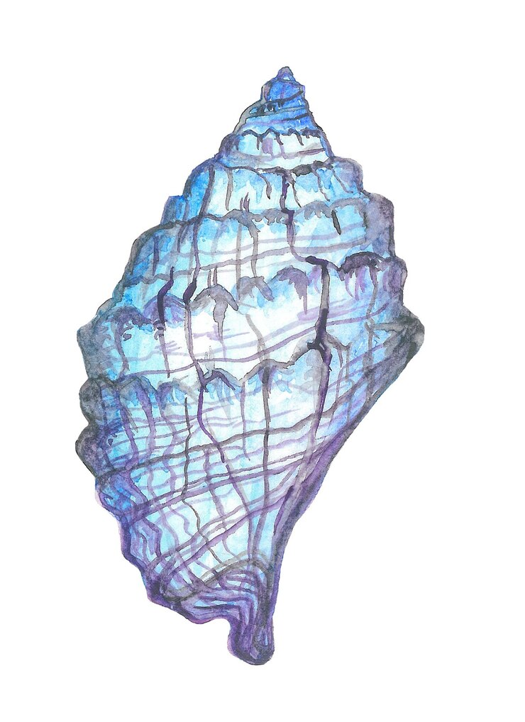 Vector watercolor hand drawn sea shell