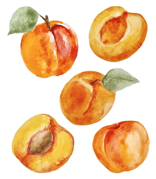 Акварель ручной работы набор свежих абрикосов на прозрачном фоне