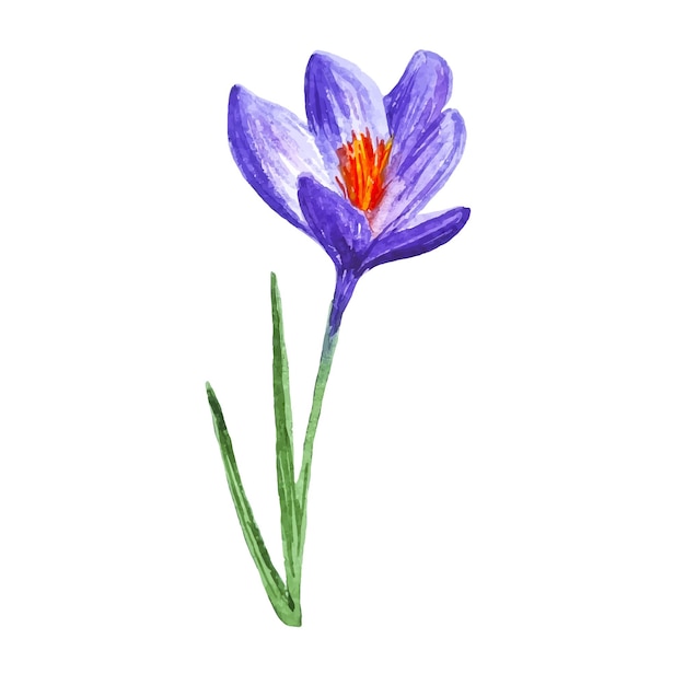 Watercolor hand drawn spring flower purple open crocus clipart