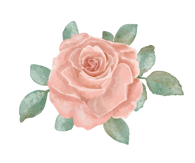 Watercolor hand drawn vector rose