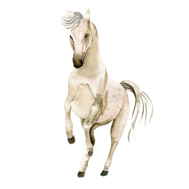 Watercolor hand drawn white horse