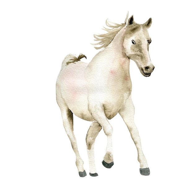 Watercolor hand drawn white horse