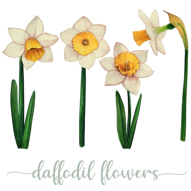 Watercolor hand drawn yellow daffodil flower collection