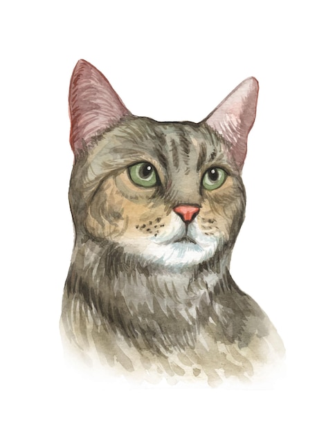 Watercolor hand painted cat illustration  