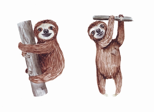 Watercolor hand painted cute sloths hanging on the tree. cartoon little baby animal.