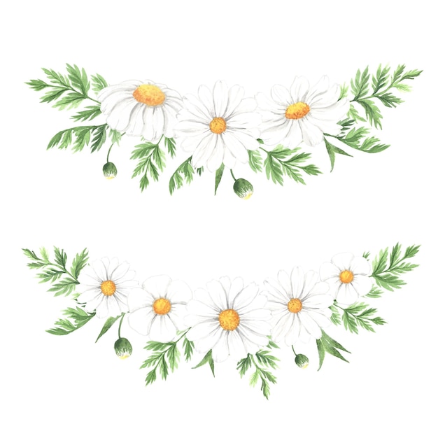 Watercolor hand painted daisy flowers