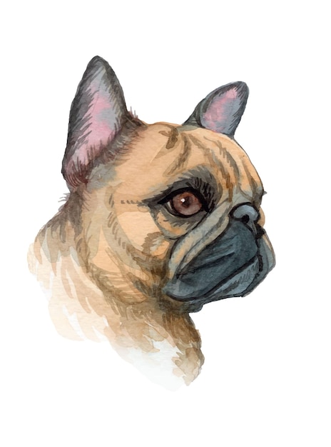 Vector watercolor hand painted dog illustration