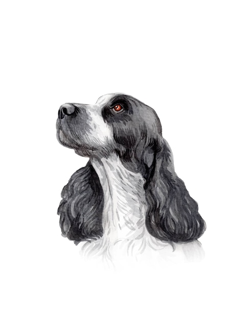 Watercolor hand painted English Springer Spaniel dog