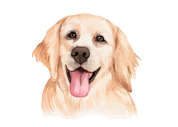 Vector watercolor hand painted golden retriever dog portrait illustration