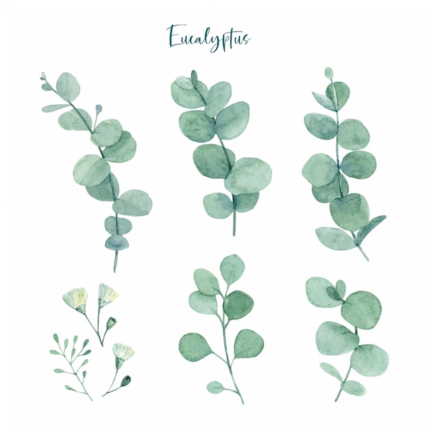 Vector watercolor hand painted green eucalyptus leaves with flower buds