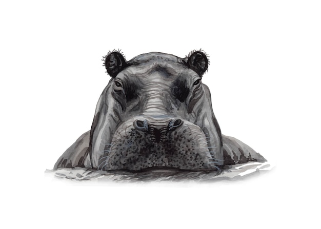 Vector watercolor hand painted hippopotamus