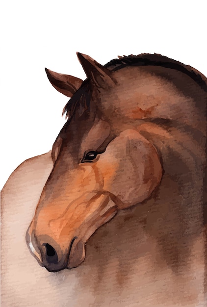 Watercolor hand painted horse illustration