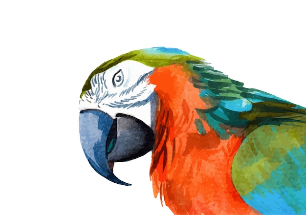 Watercolor hand painted macaw illustration