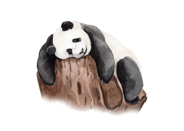 Vector watercolor hand painted panda bear illustration