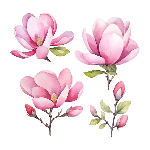 Vector watercolor hand painted pink magnolia flowers
