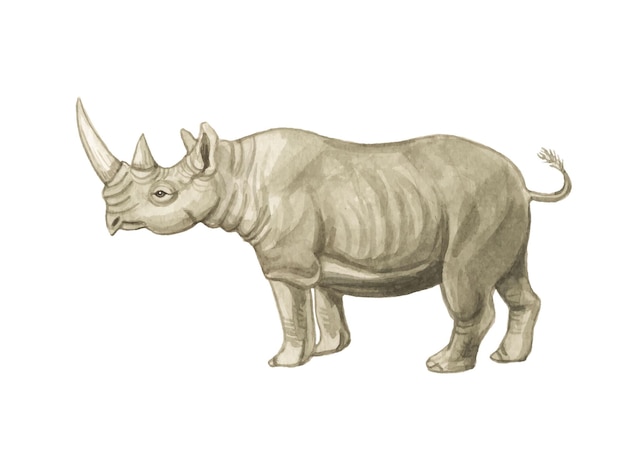 Watercolor hand painted Rhinoceros illustration  