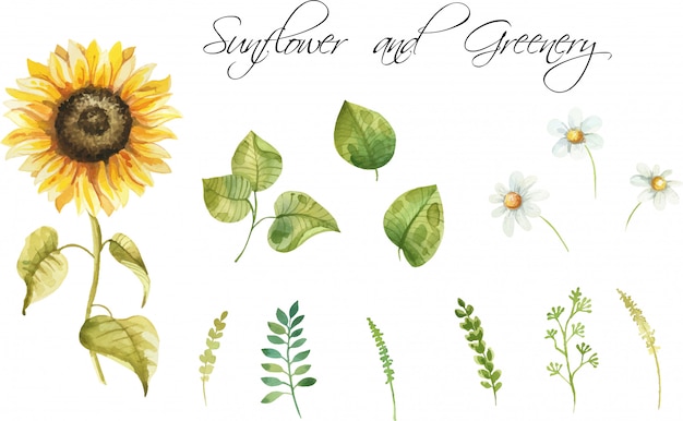 Watercolor hand painted sunflowers and leaves