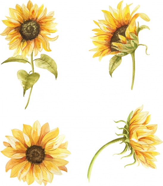 Vector watercolor hand painted sunflowers