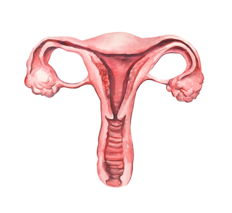 Vector watercolor hand painted uterus.