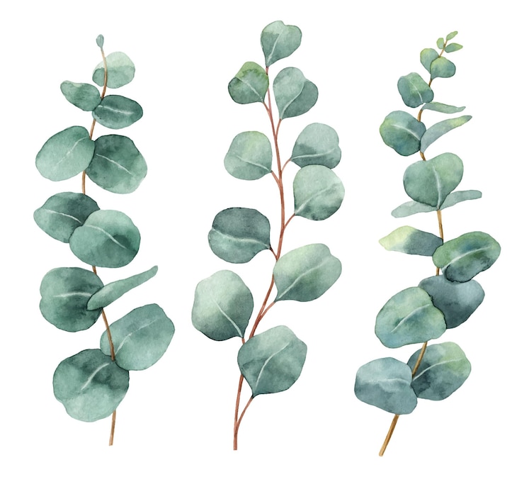 Vector watercolor hand painted vector set with eucalyptus leaves and branches
