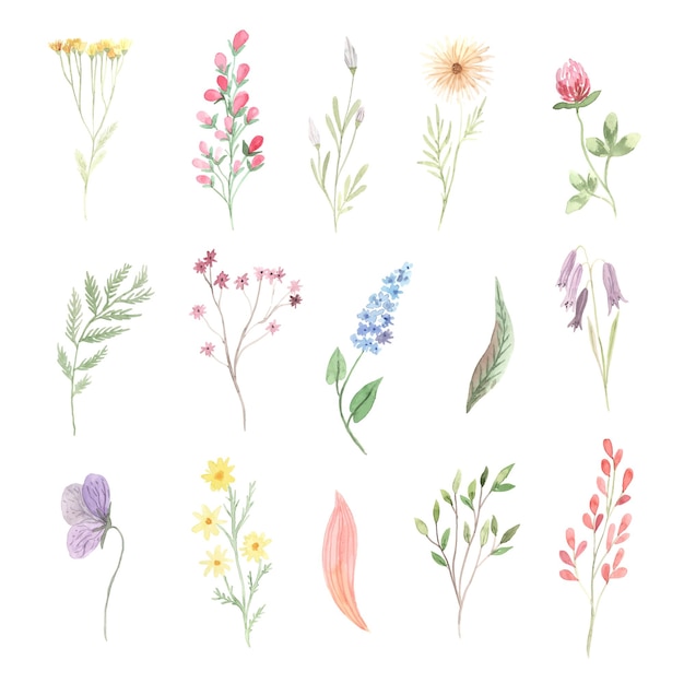 Watercolor hand painted wildflowers elements