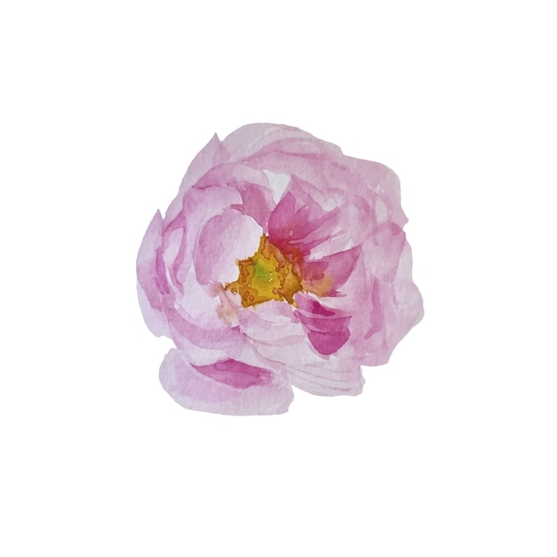 Watercolor handdrawn illustration Peony on the transparent background Clipart