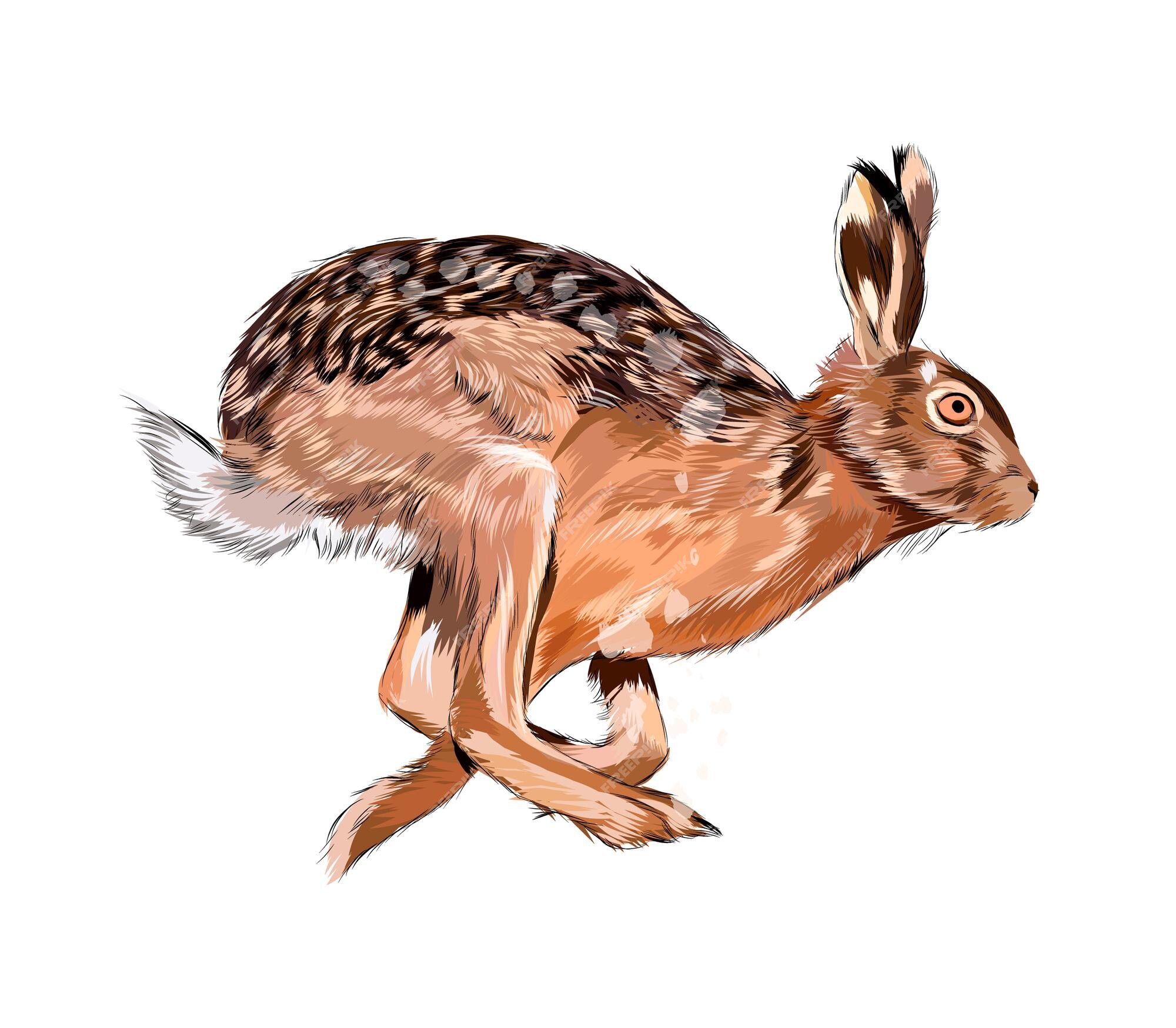 Realistic Rabbit