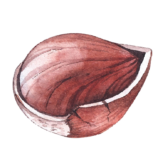 Watercolor hazelnuts