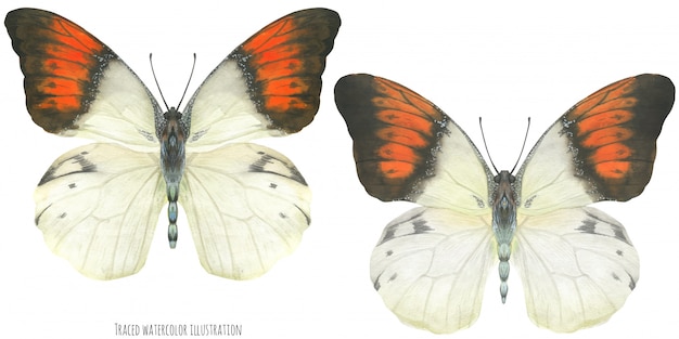 Vector watercolor hebomoia butterflies