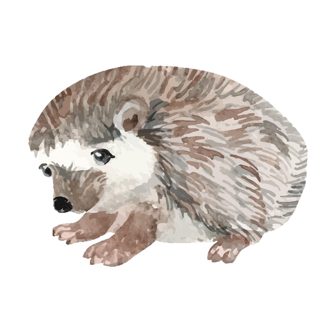 Watercolor hedgehog illustration for kids