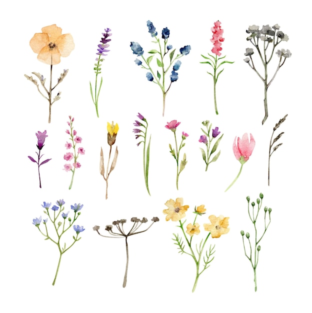 Vector watercolor herbs and flowers isolated on white