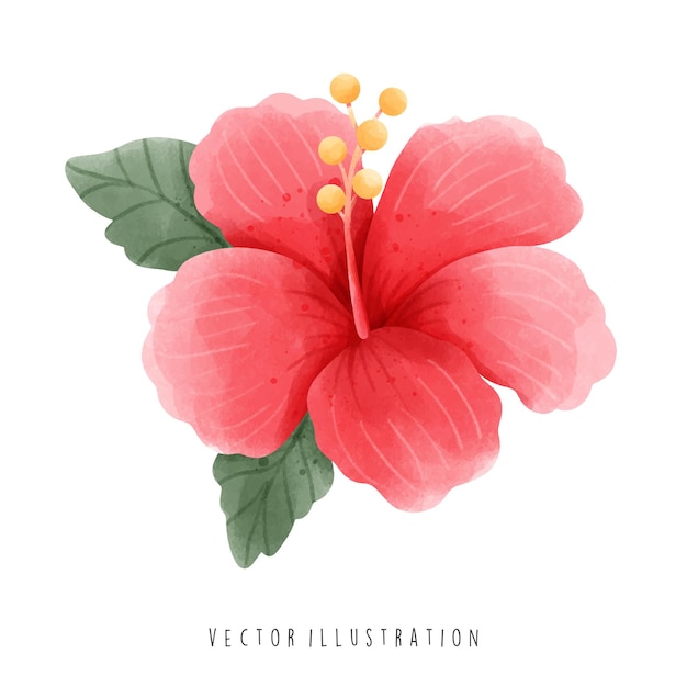 Watercolor of hibiscus Beautiful Flowers Vector Illustration