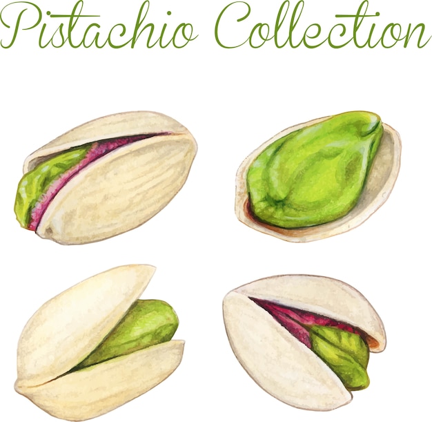 Vector watercolor high quality pistachio collection