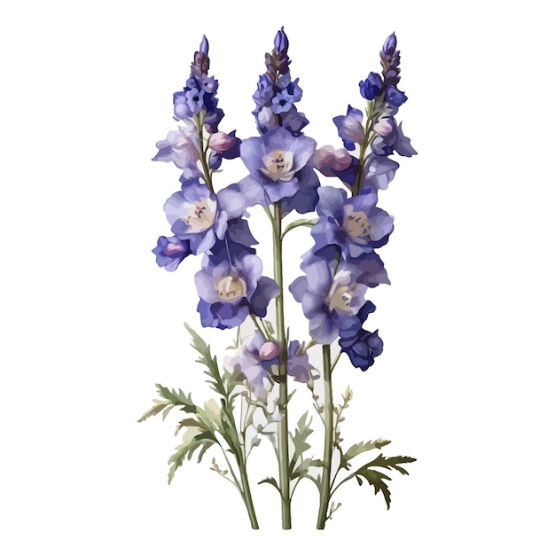 Vector watercolor highlander delphinium clipart editable white background