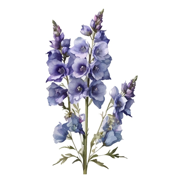 watercolor highlander delphinium clipart editable white background